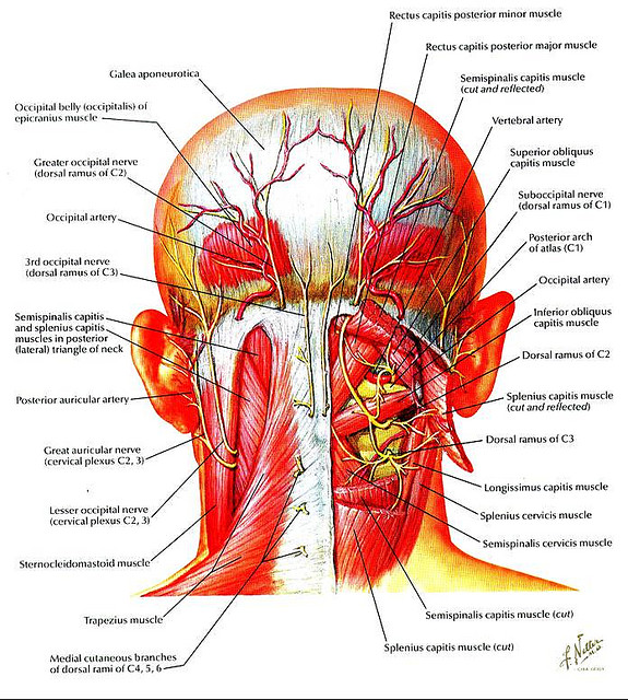 Head And Neck Muscles Diagram
